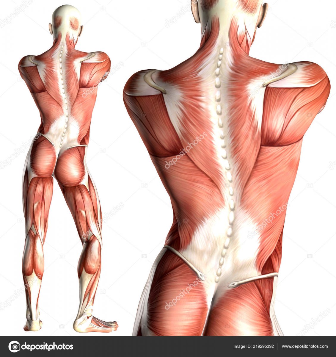 Межостистые и межпоперечные мышцы