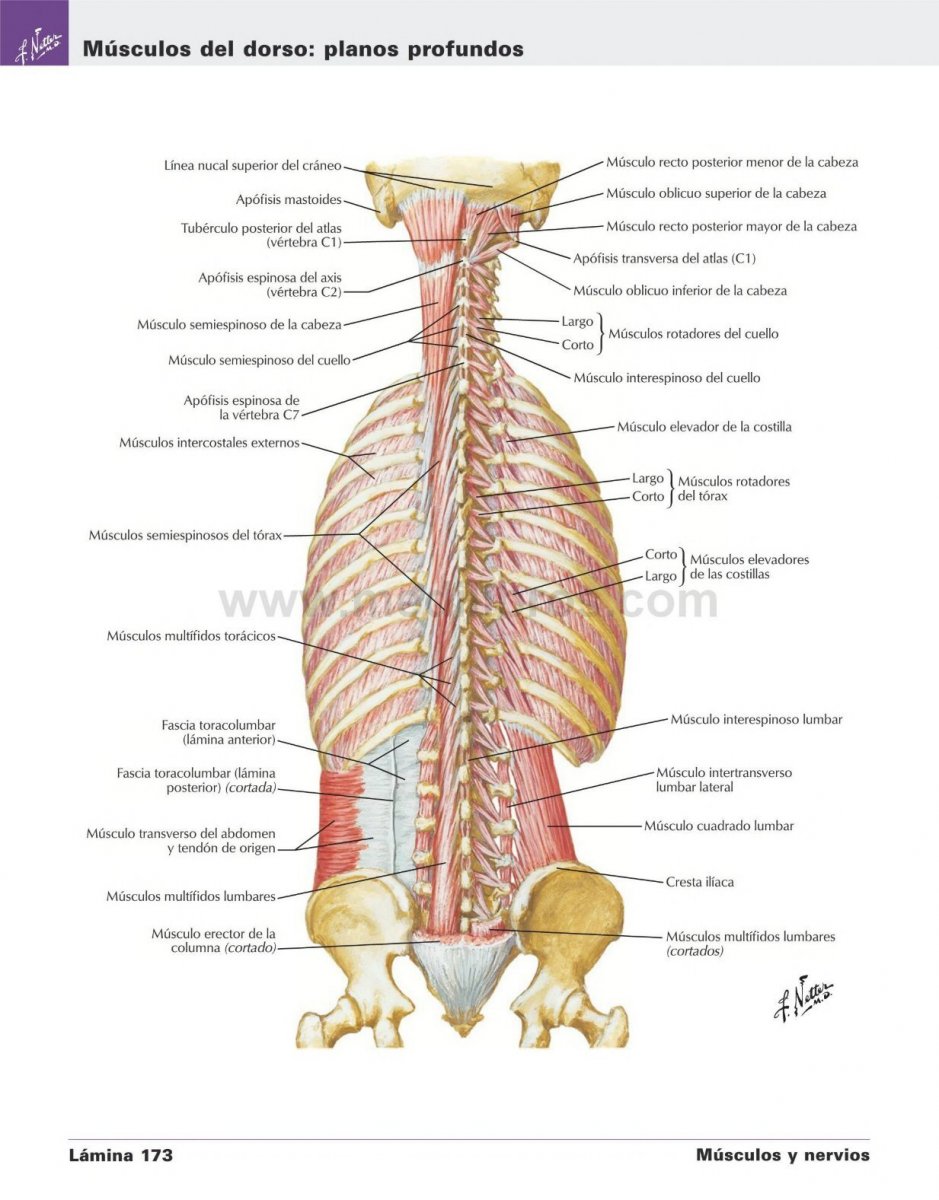 Поперечно-остистая мышца спины анатомия