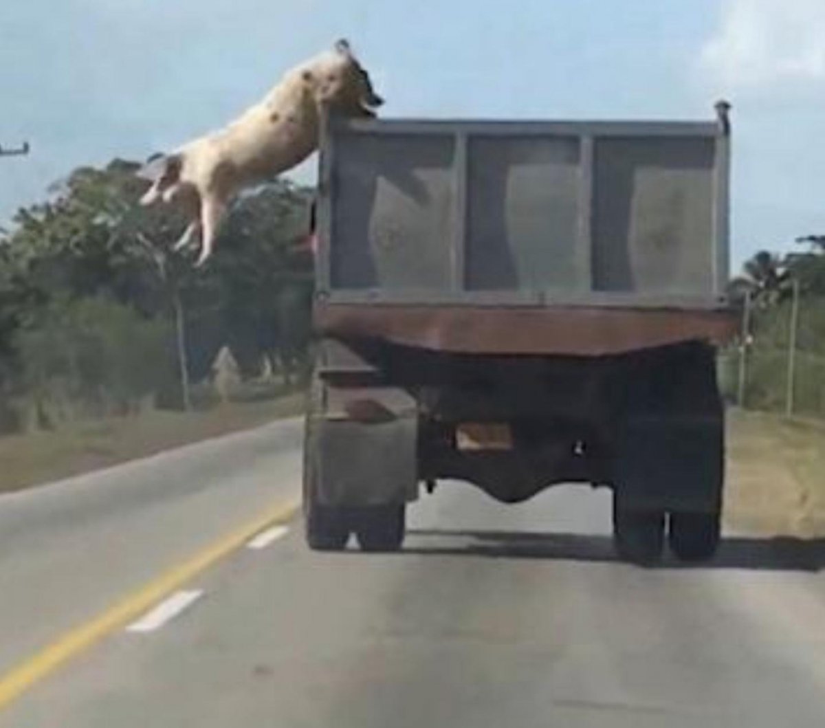 Свинья прыгает из грузовика