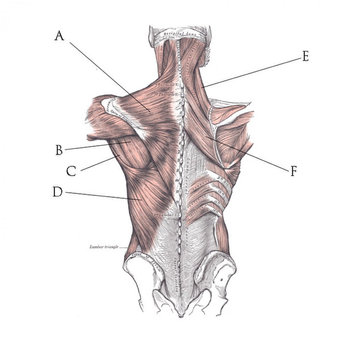 Трапециевидная мышца шеи анатомия