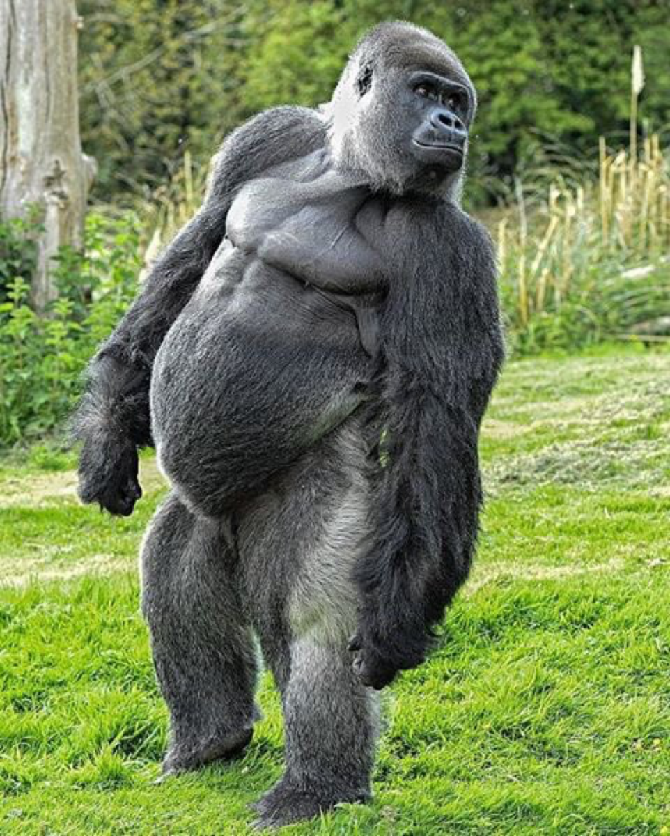 Альфа самец гориллы