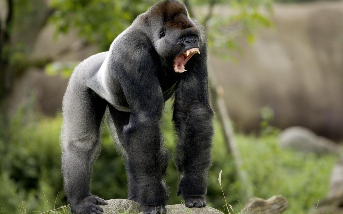 Harambee горилла