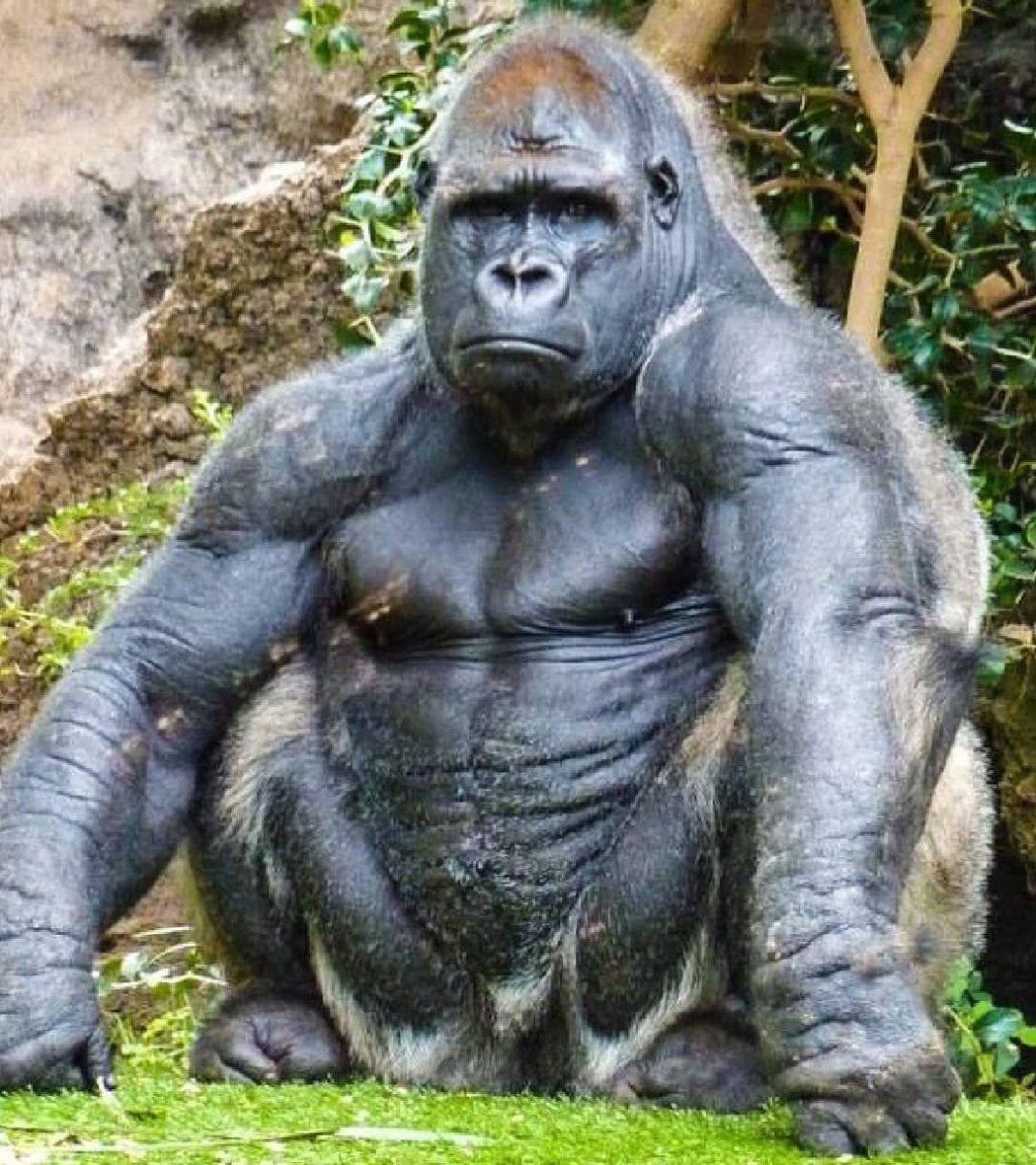 Лысая горилла