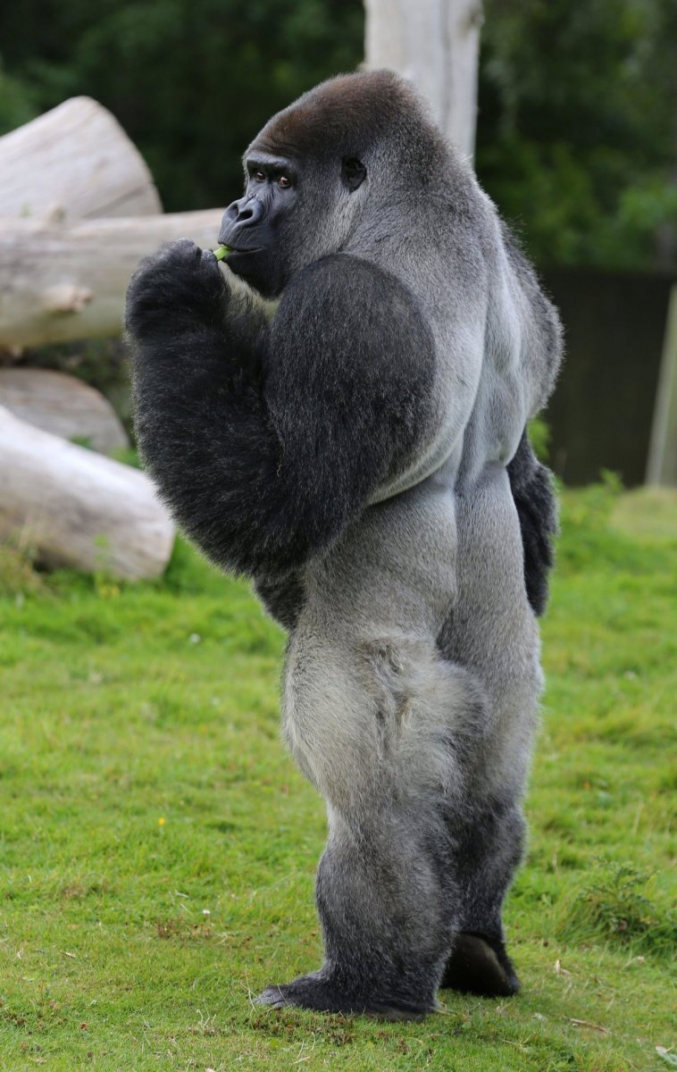 Горная горилла самец