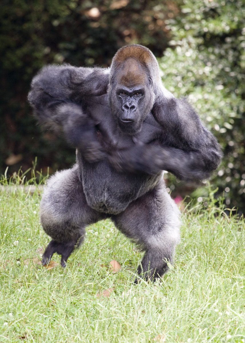 Сторожевая горилла