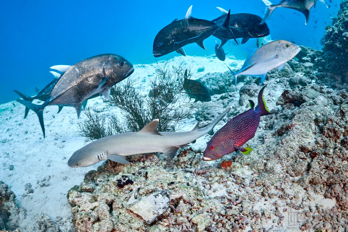 Рыбы на Мальдивах фото
