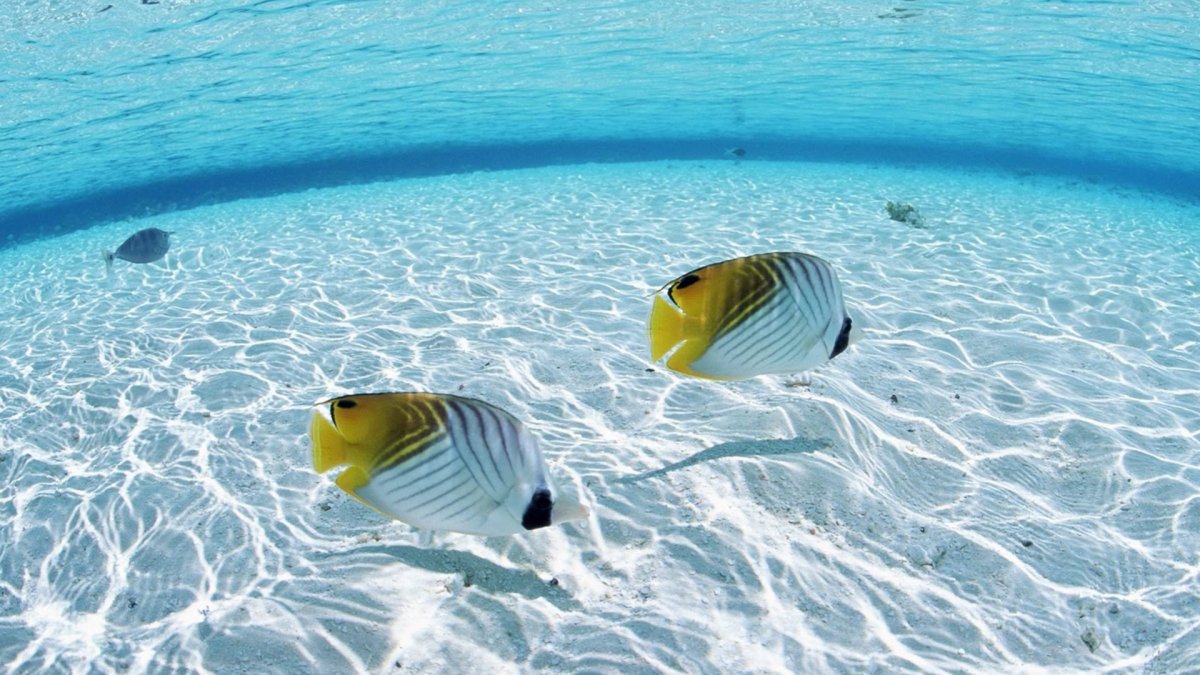 Снорклинг Мальдивы рыбки