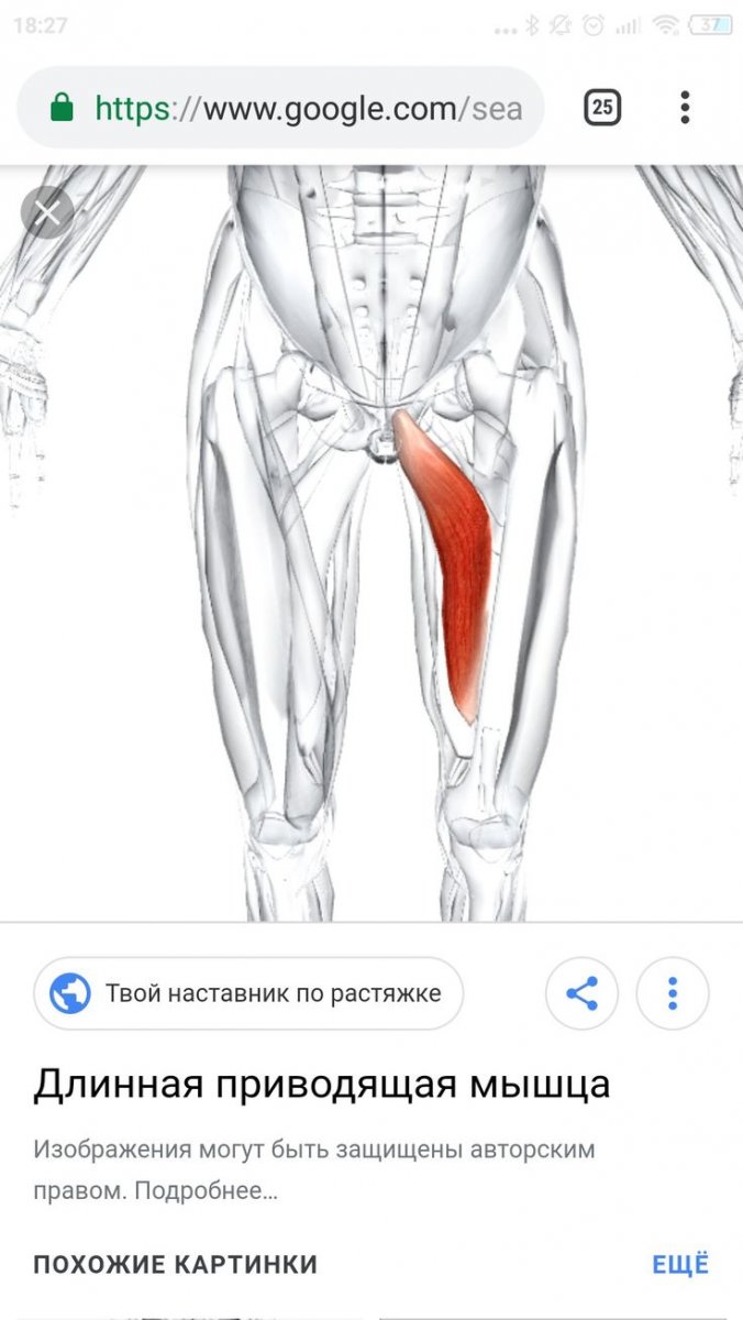 Анатомия ноги