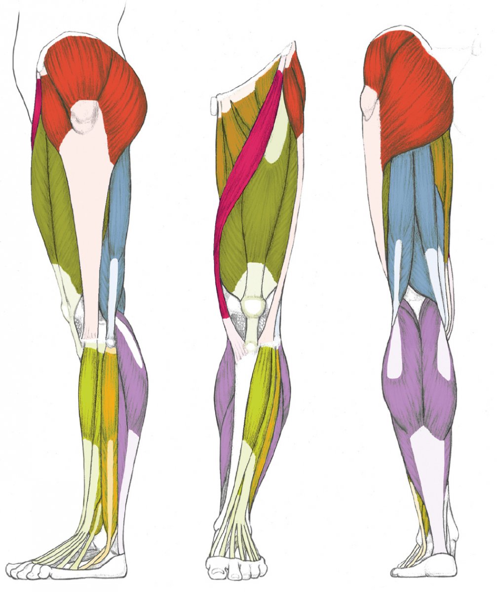 Большая ягодичная мышца анатомия