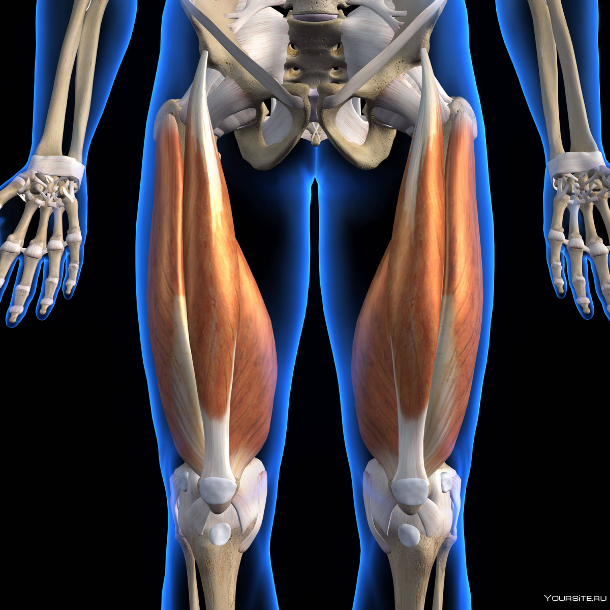 Мышцы передней поверхности бедра анатомия