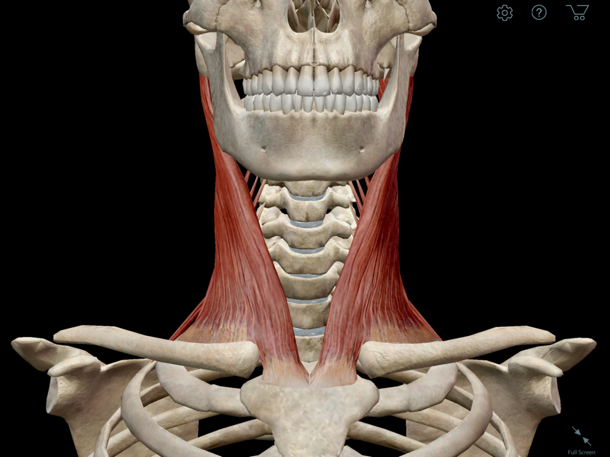 Анатомия шеи. Кости шеи. Анатомия шеи кости. Скелет шеи человека.