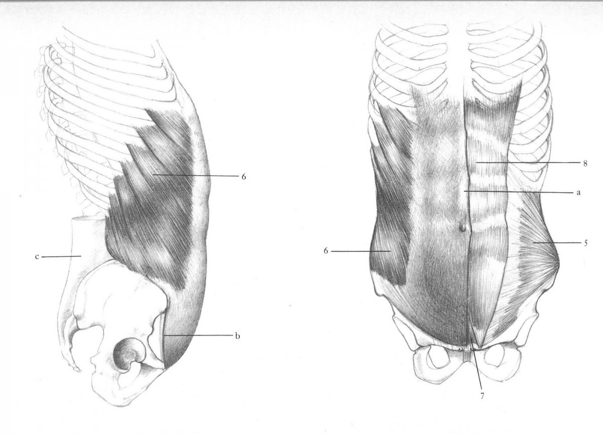 Transversus abdominis анатомия