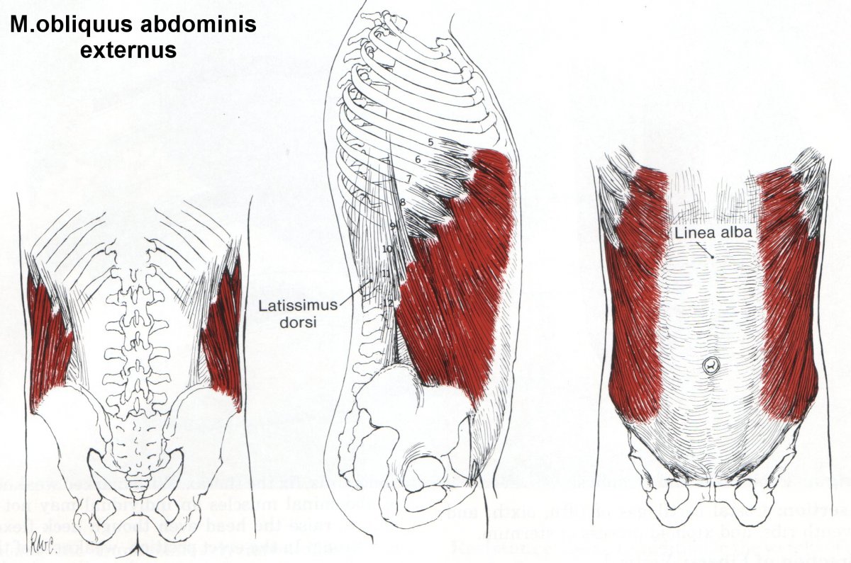Наружная косая мышца живота (m. obliquus externus abdominis)