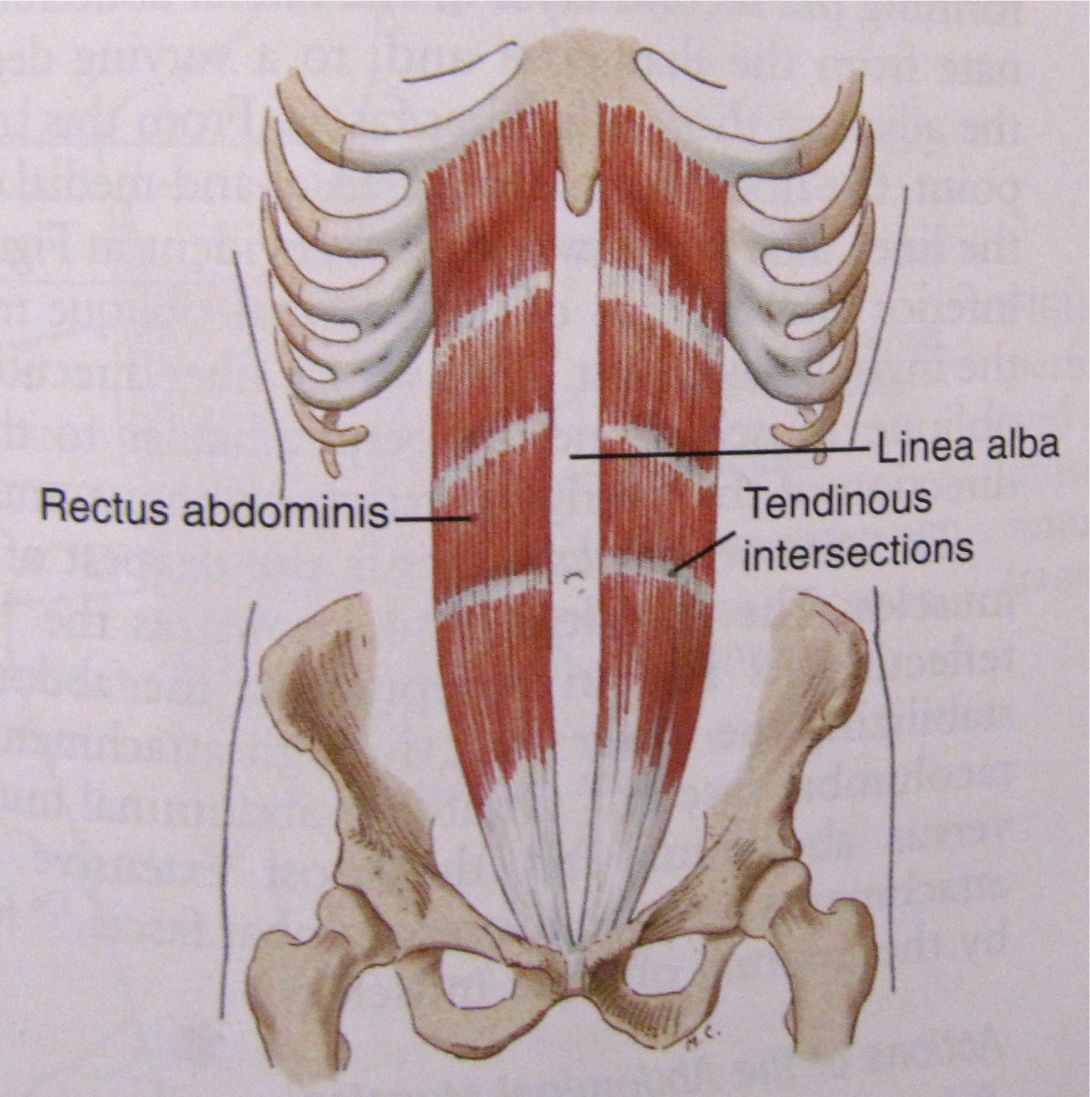 Transversus abdominis анатомия