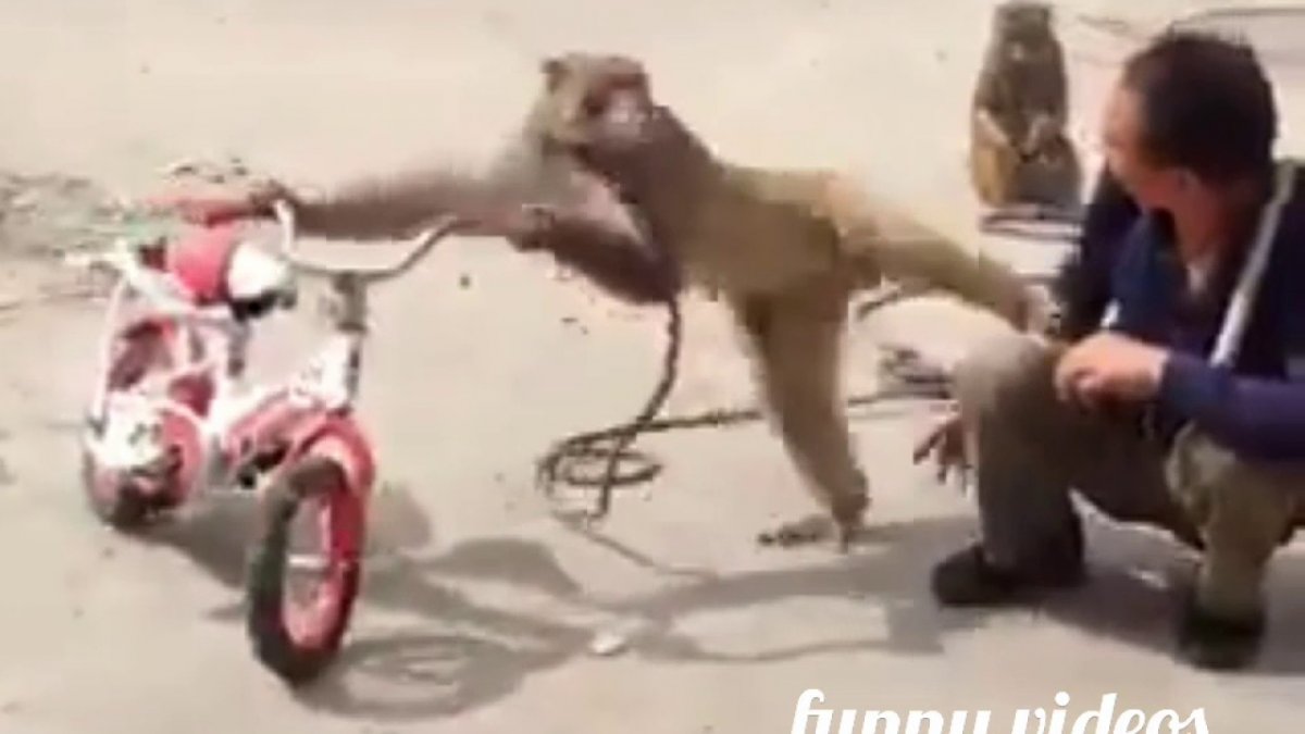 Шимпанзе на велосипеде