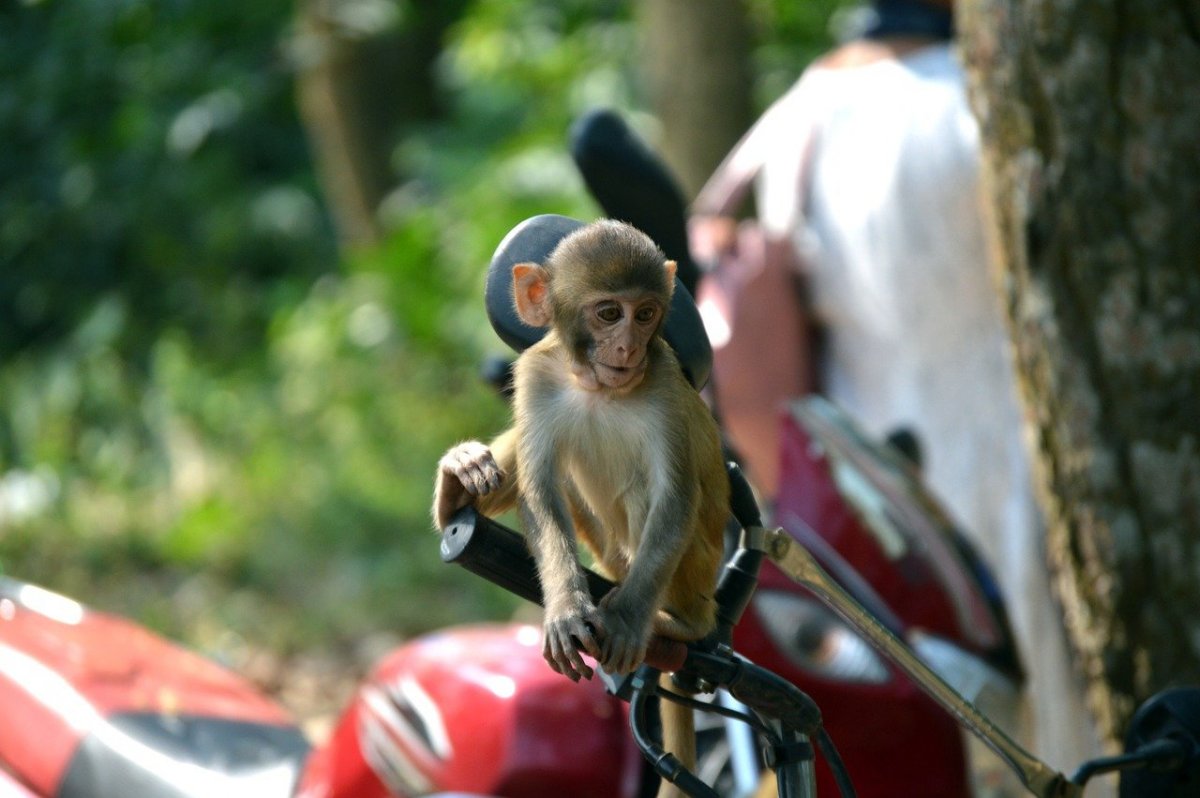 Картинки обезьяна на велосипеде