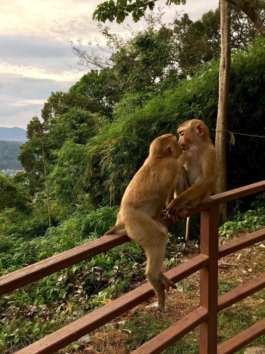 Naughty nature обезьяны