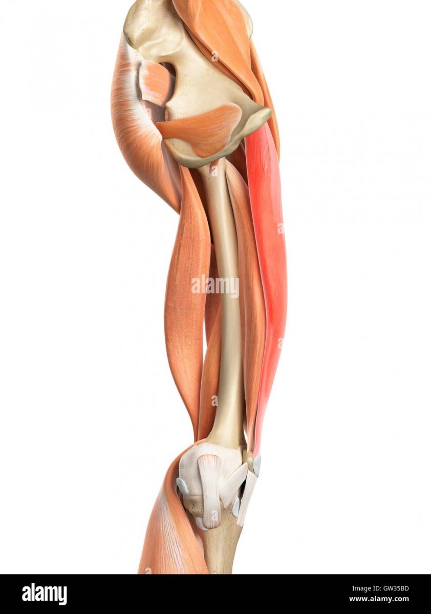 Портняжная мышца ноги