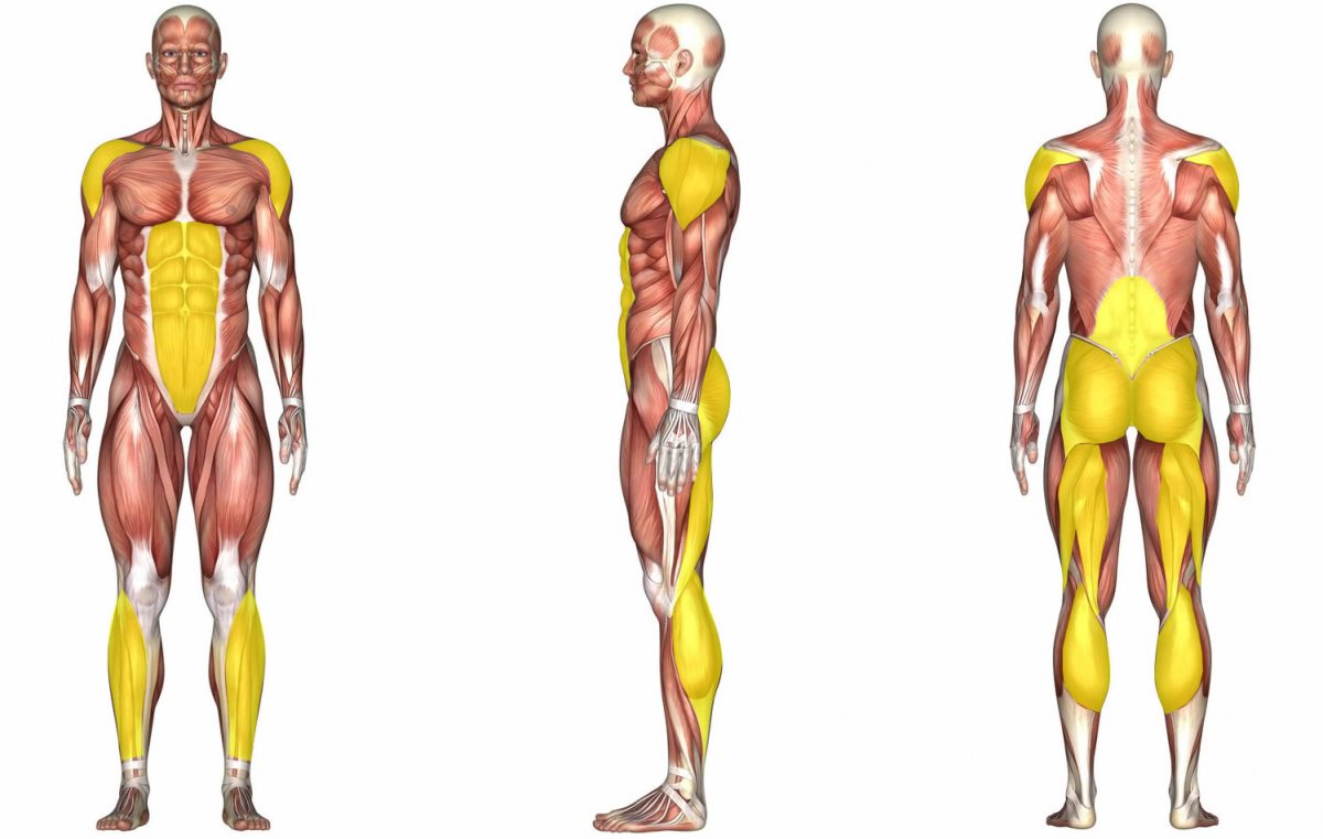 Мышцы ног человека анатомия