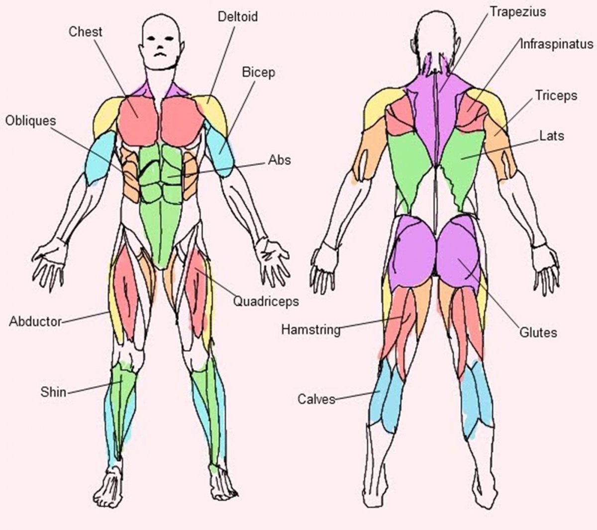 Анатомия мышц цветная