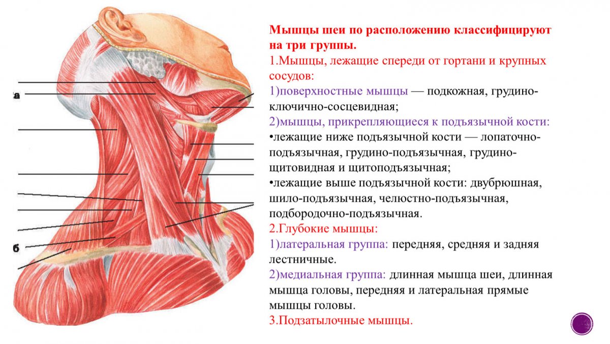 Поверхностные мышцы шеи сзади