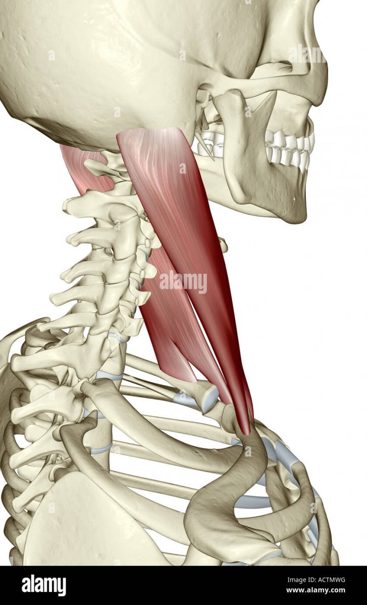 Поверхностные мышцы шеи спереди