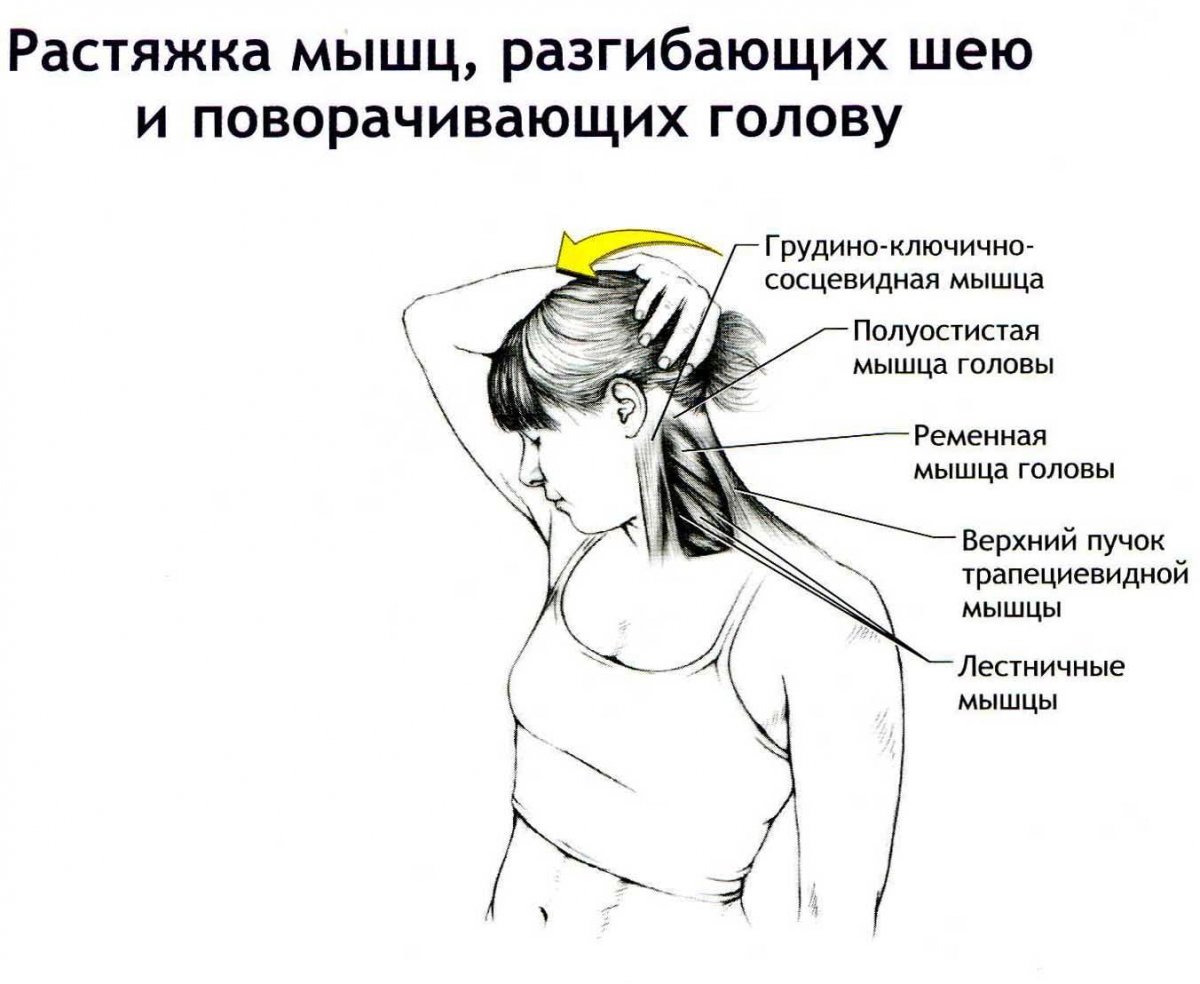 Подбородочно подъязычная мышца шеи анатомия
