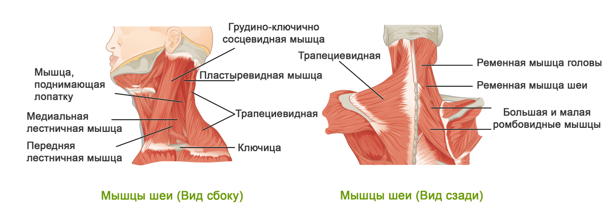 Мышцы шейно-воротниковой зоны сзади