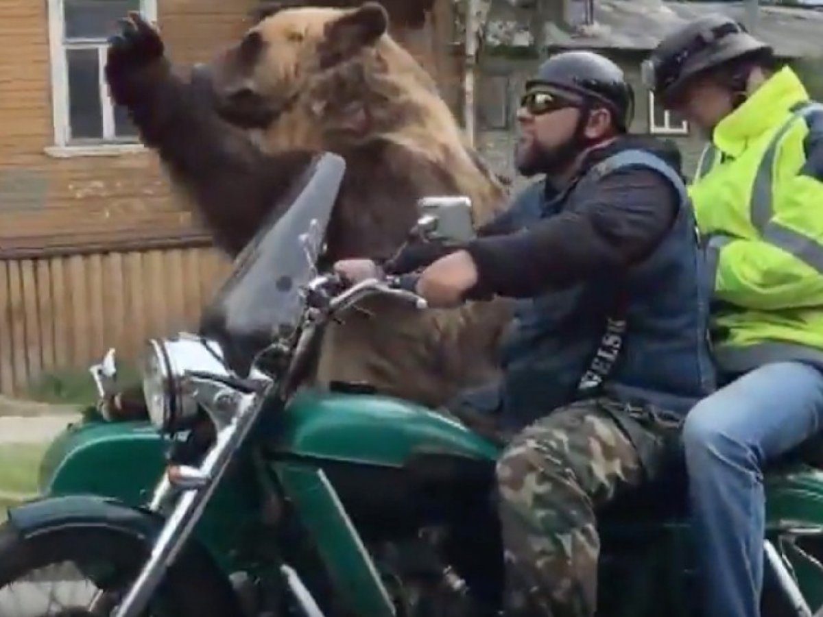 Медведь и мотоцикл Убегающий
