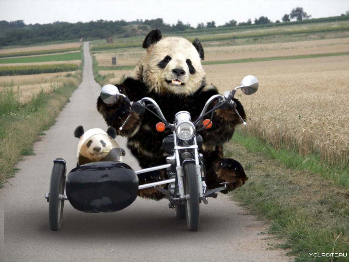 Панда на мотоцикле