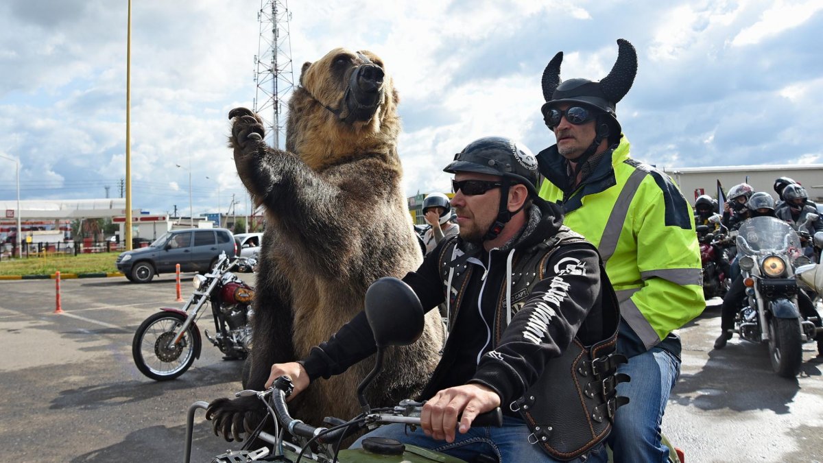 Мультяшный Медвежонок на мотоцикле