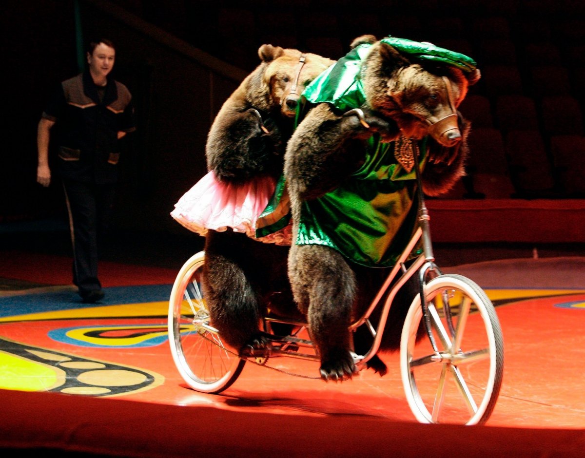 Медведь на одноколесном велосипеде