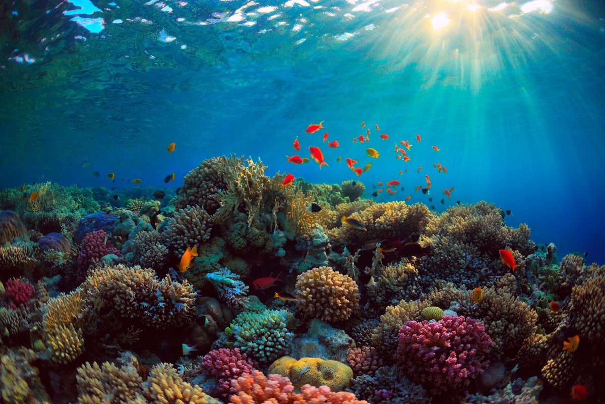 Макади Бей подводный мир