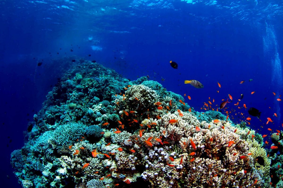Красное море рифы Египет