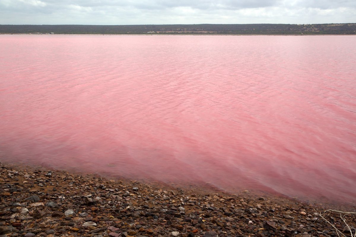 Розовое озеро Евпатория