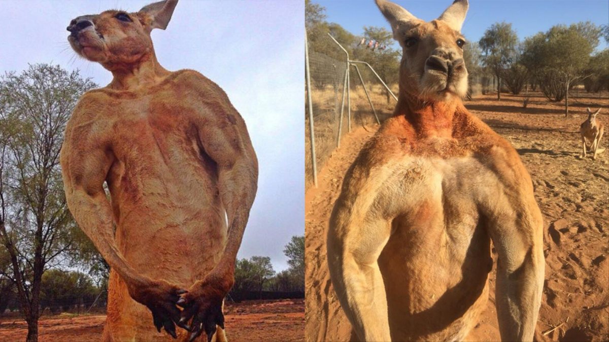 Самый накаченный кенгуру в мире Роджер
