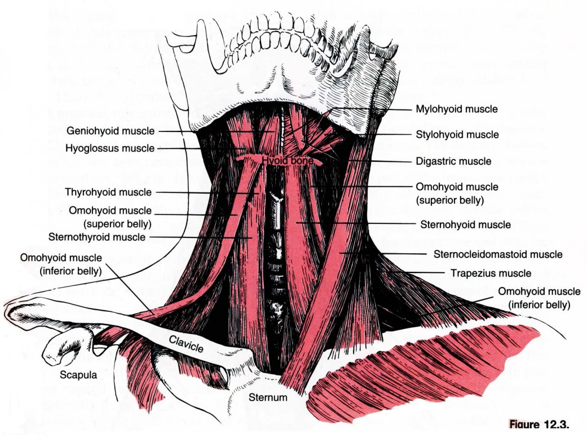 Грудино ключично сосцевидная мышца шеи