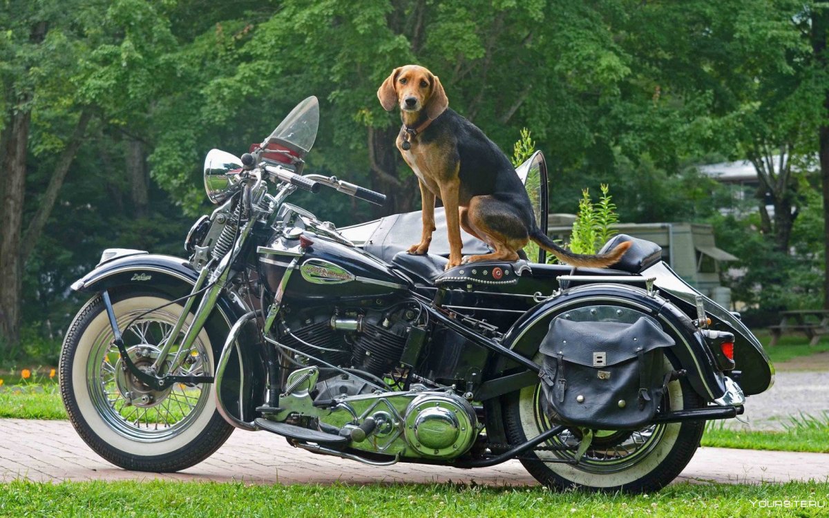 Собака на мотоцикле обои