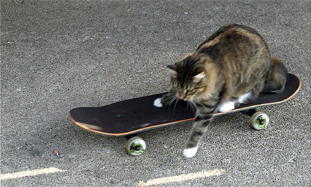 Коты ездят. На скейте. Кот на скейтборде. Котик на скейте. Котик катается на скейтборде.