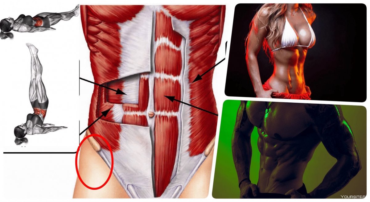 Pyramidalis muscle анатомия