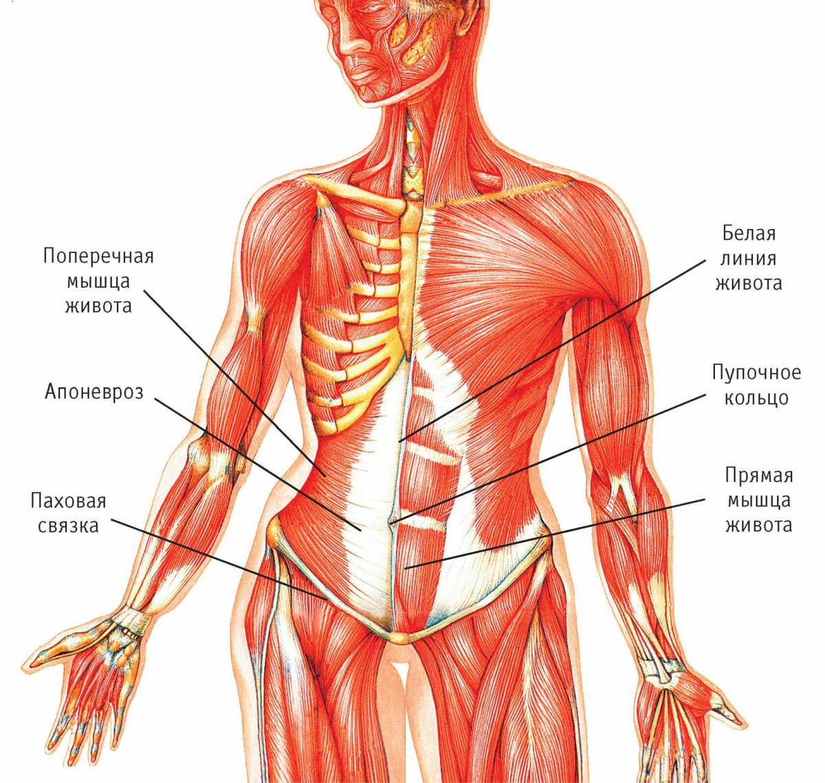 Мышцы пресса анатомия женщины