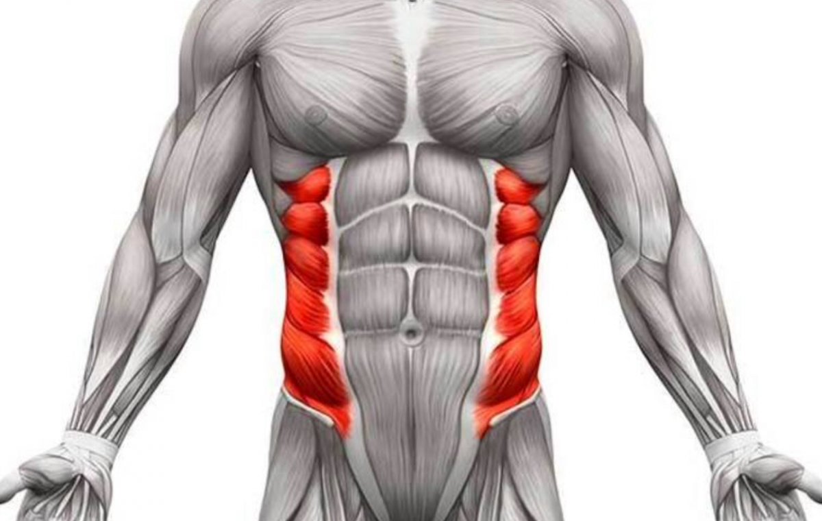 Внутренняя косая мышца живота m. obliquus internus abdominis