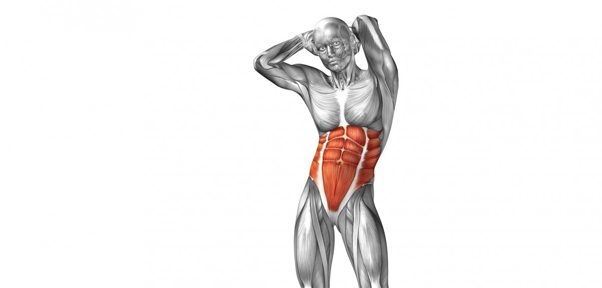 Linea Alba abdominis