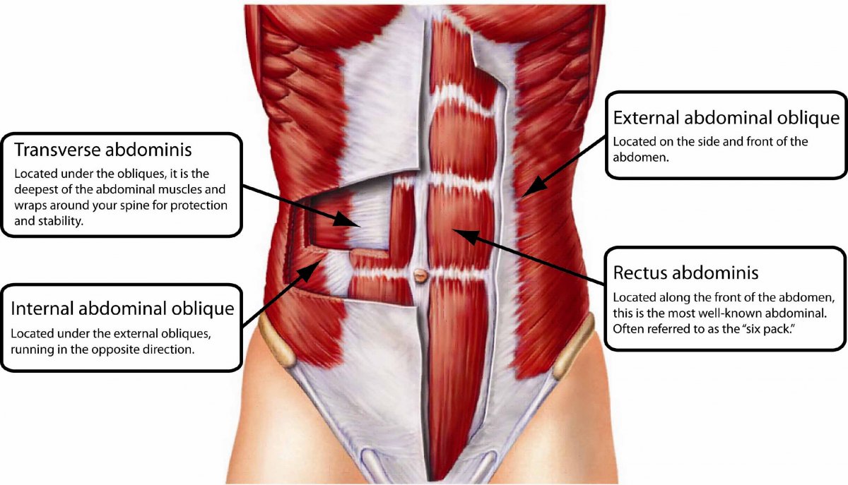 Анатомия мышц передней брюшной стенки грыжи