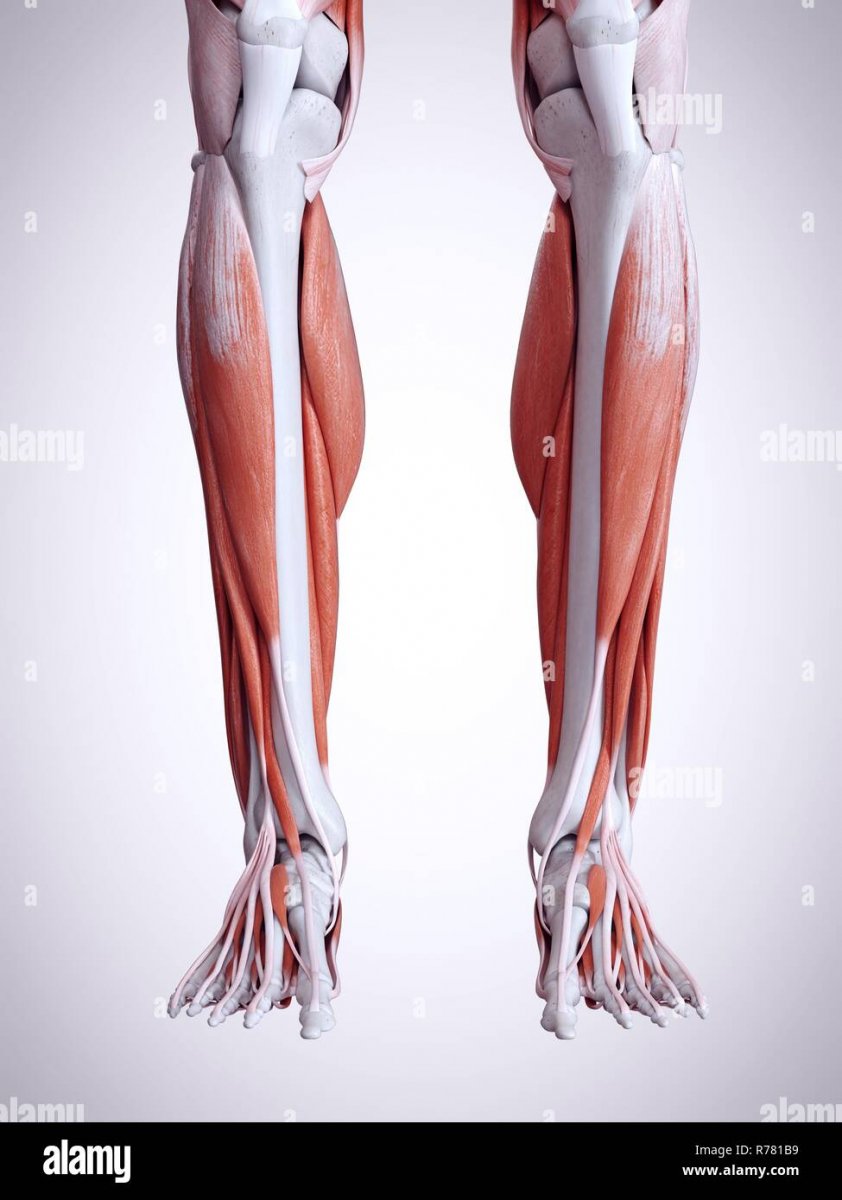 3данатомия колени мышцы
