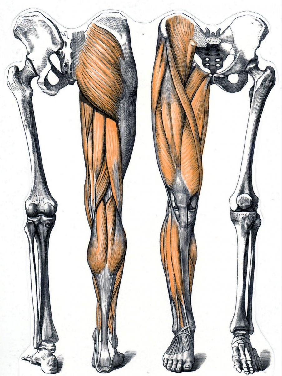 Анатомия бедра кости с мышцами