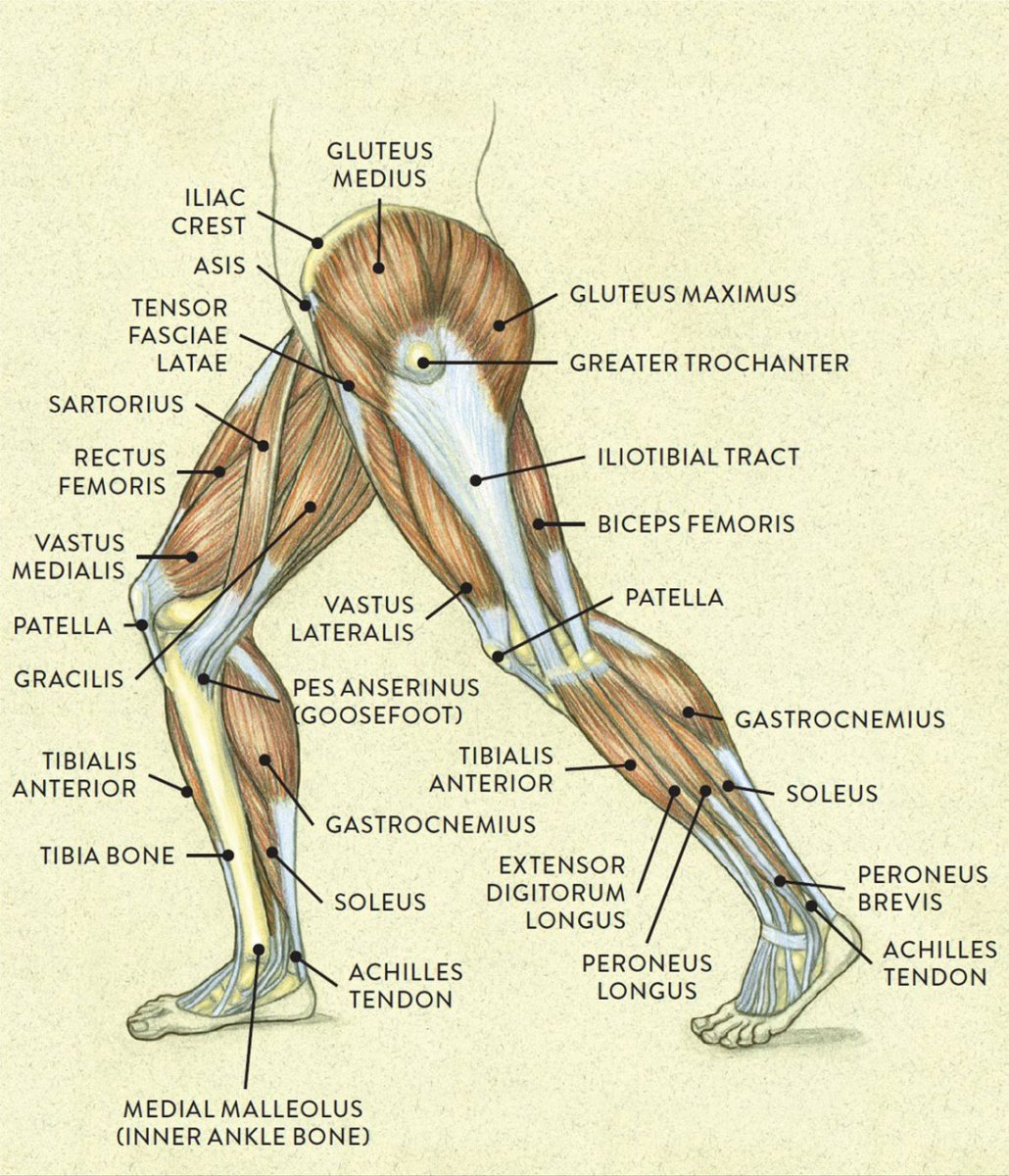 Части тела нога анатомия