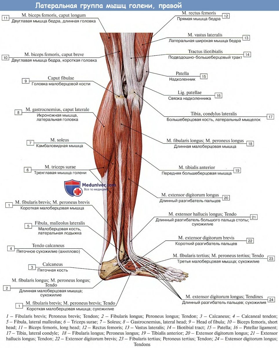 Мышцы голени латеральная группа анатомия