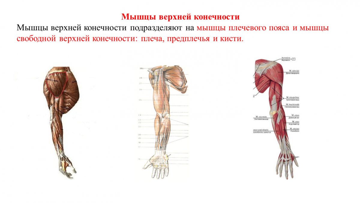 Мышцы верхней конечности правой вид сбоку
