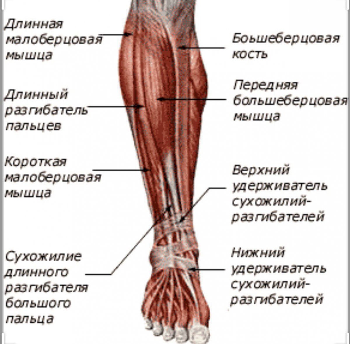 Анатомия мышц голени передняя группа